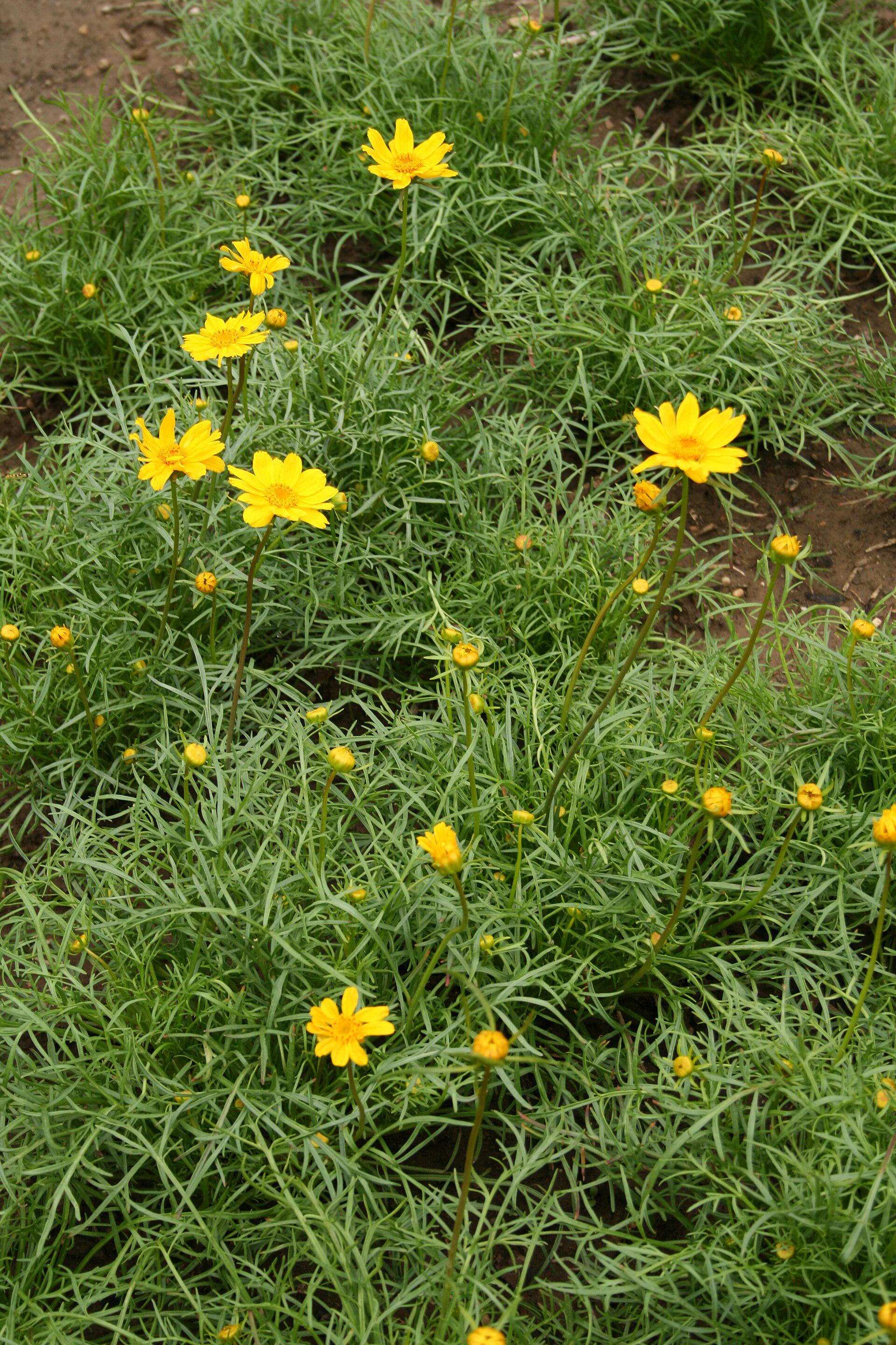 Tinctoria Seeds — 100 Seeds