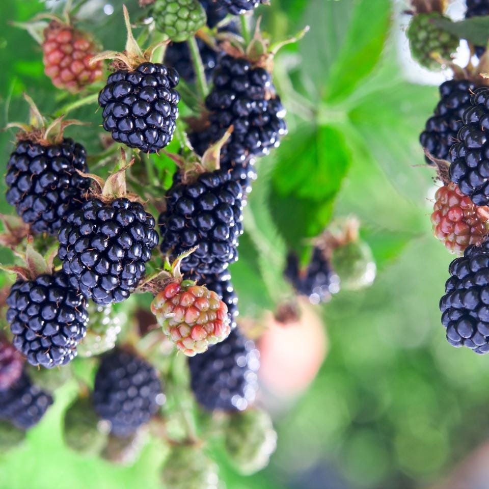 Wild himalayan blackberry Seeds — 60