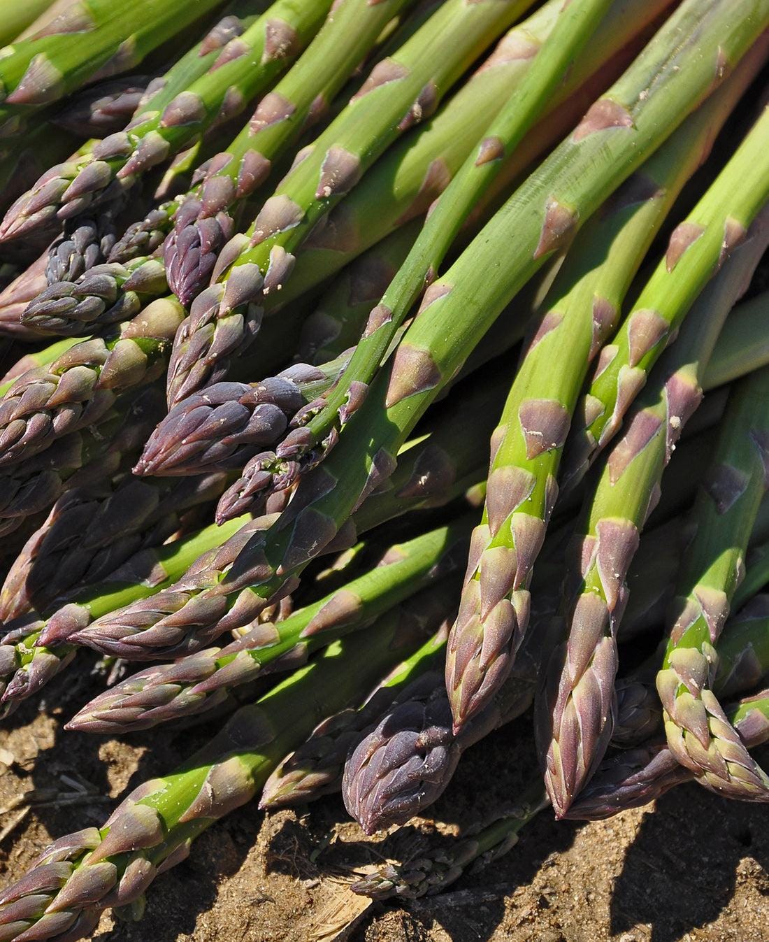 Mary Washington Asparagus Seeds — 25