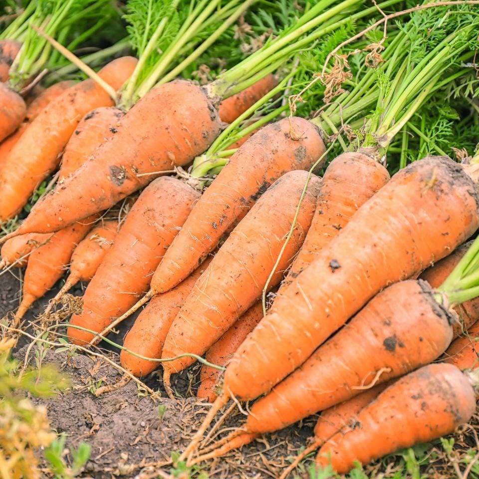 Carrot vitamin Seeds — 100