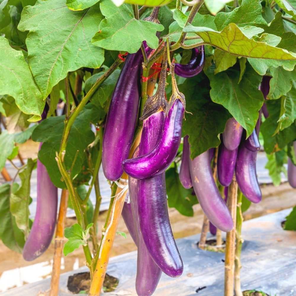 Eggplant (Brinjal) Pusa purple long Seeds — 100