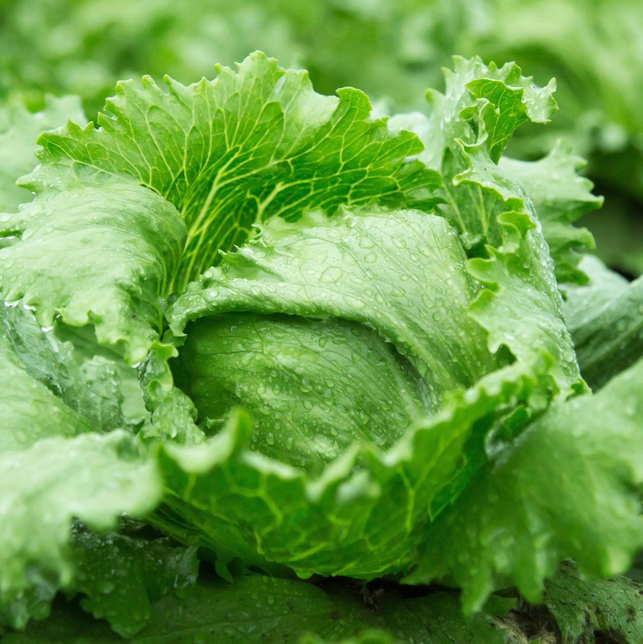 Great Lakes Crisphead Lettuce Seeds — 100
