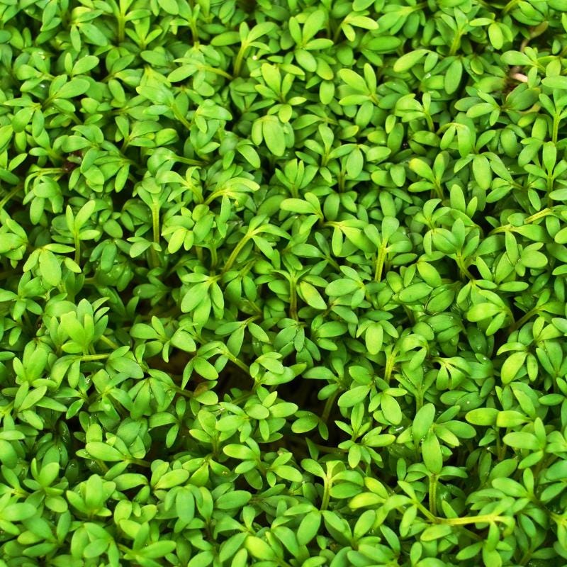 Halim, Garden cress Seeds — 300