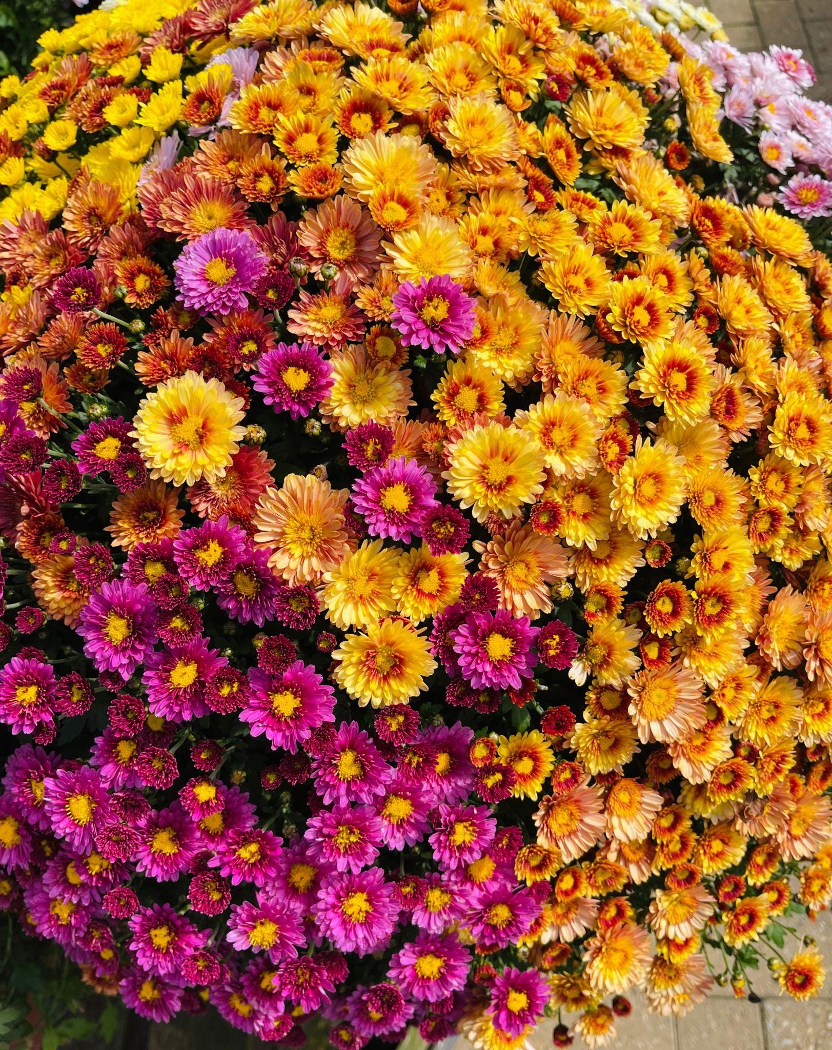 Garden chrysanthemum Seeds — 100 Seeds