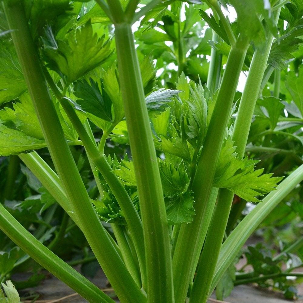 Tall Utah Celery Seeds — 500