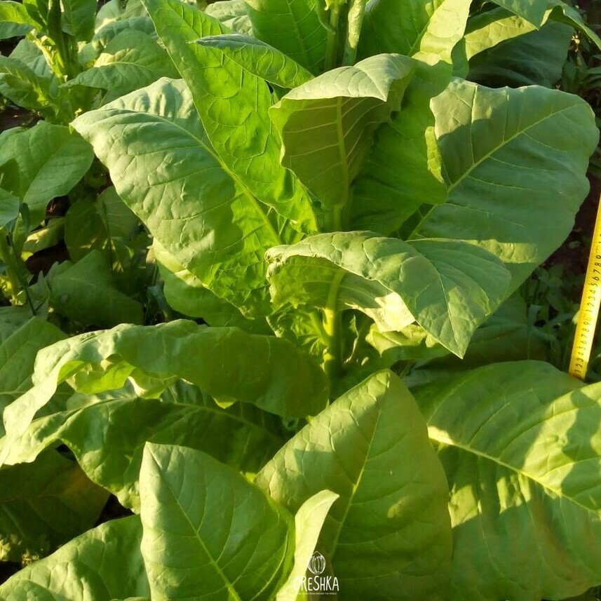 Tobacco Havana Seeds — 50