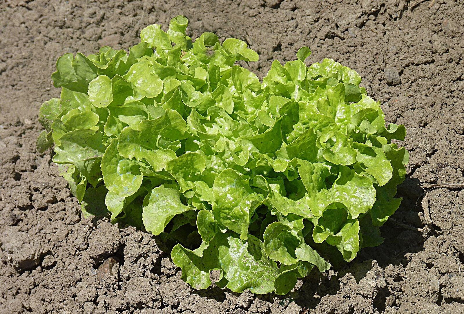 Salad Bowl Lettuce Seeds — 100