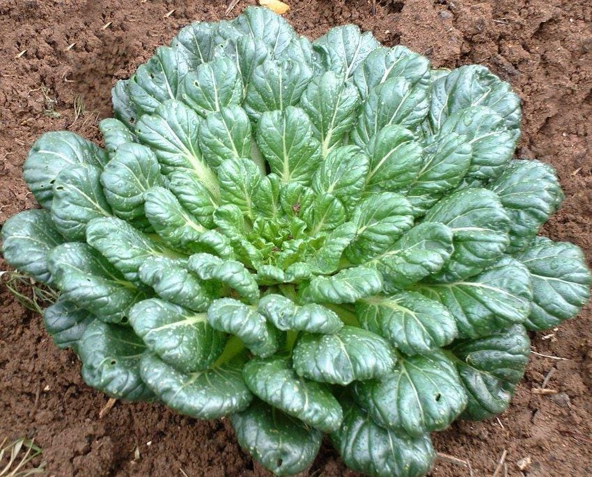 Tatsoi Seeds — 100