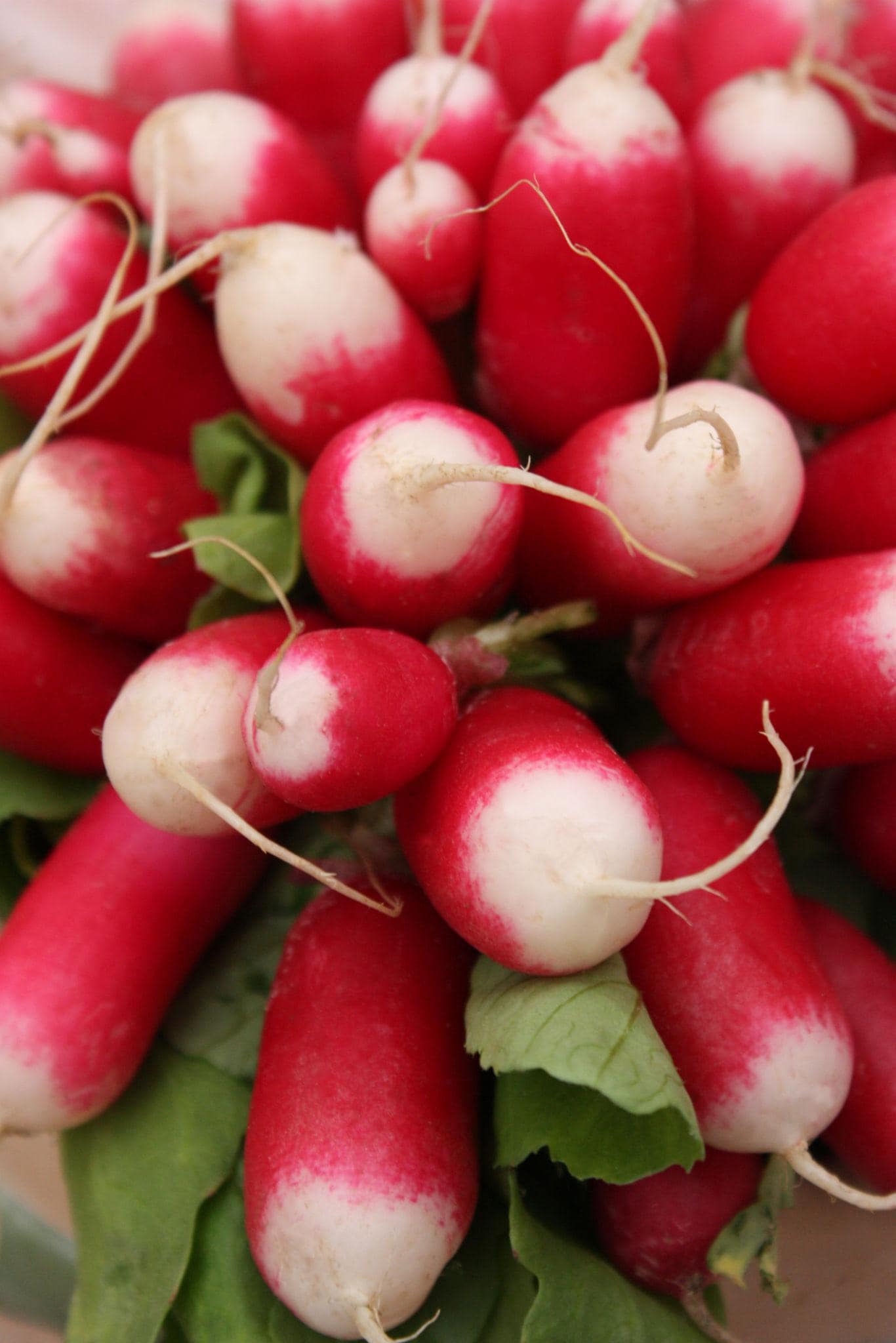 Half Red Radish Seeds — 100