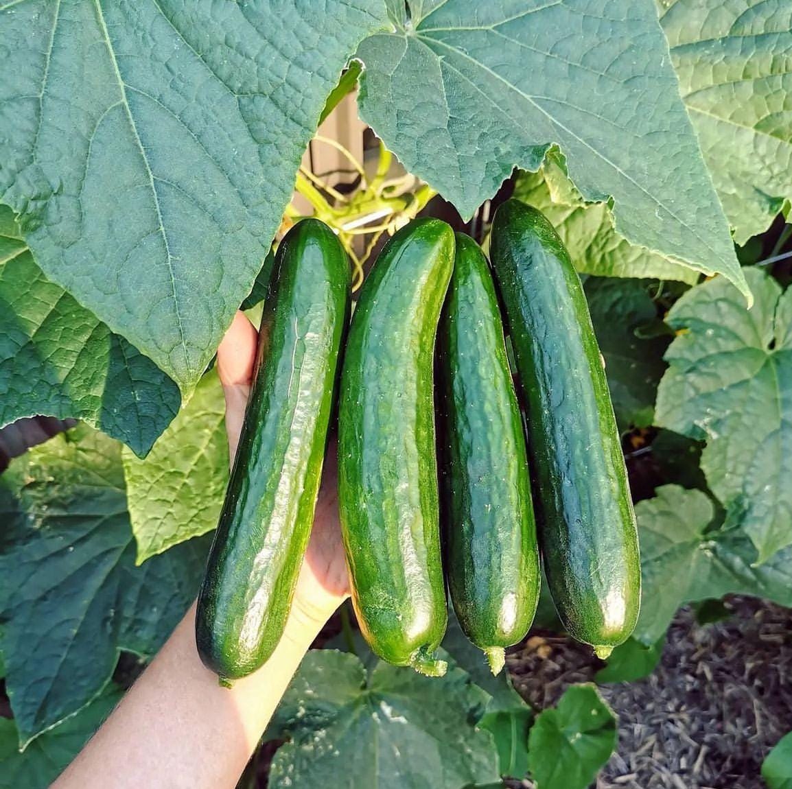 Beit Alpha Cucumber Seeds — 25