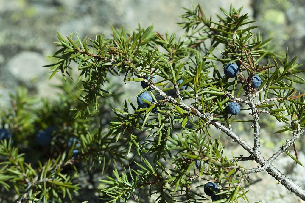 Mountain Juniper Seeds (Juniperus communis var. saxatilis) — 5 berries (near 25 seeds)