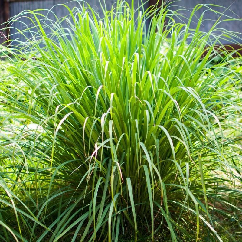 West Indian Lemongrass Seeds — 100