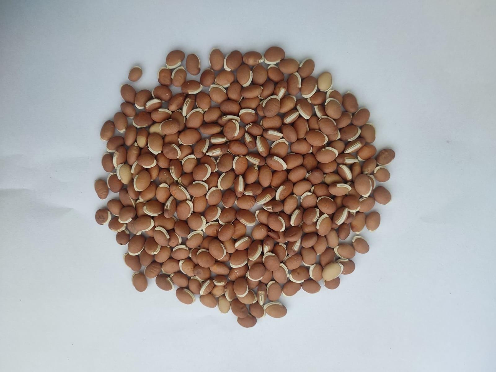 Small Brown Lima Bean Seeds — 15
