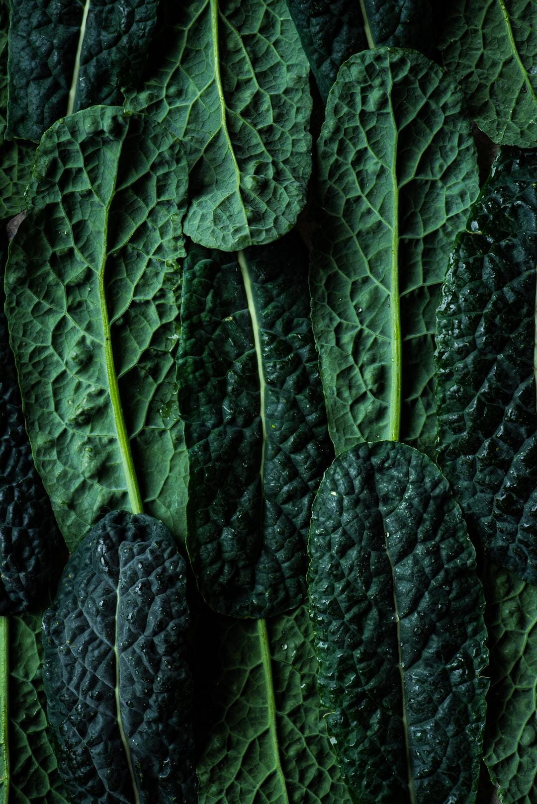 Lacinato Black Kale Seeds
