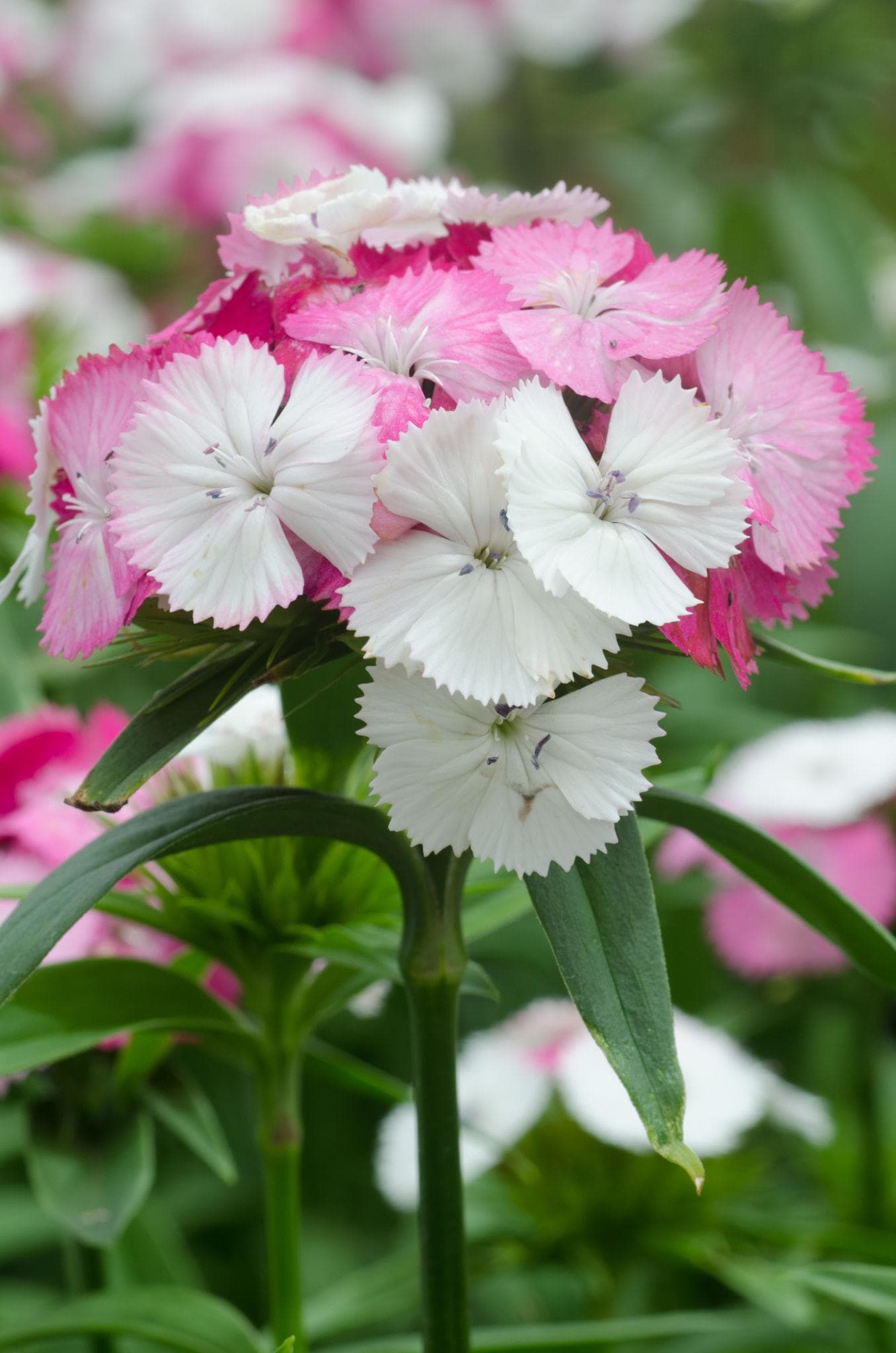 Dianthus baby doll Seeds — 100 Seeds