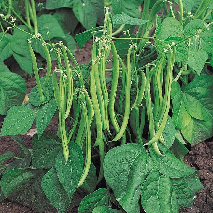 Roshni beans Seeds — 10