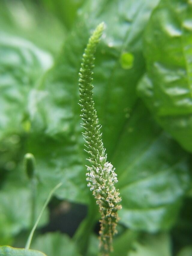 Plantago Major Seeds — 100