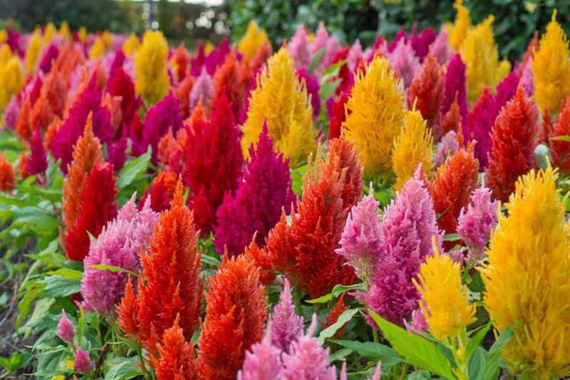Celosia plumosa Mixed Color - Desi Flower Seeds — 100 Seeds