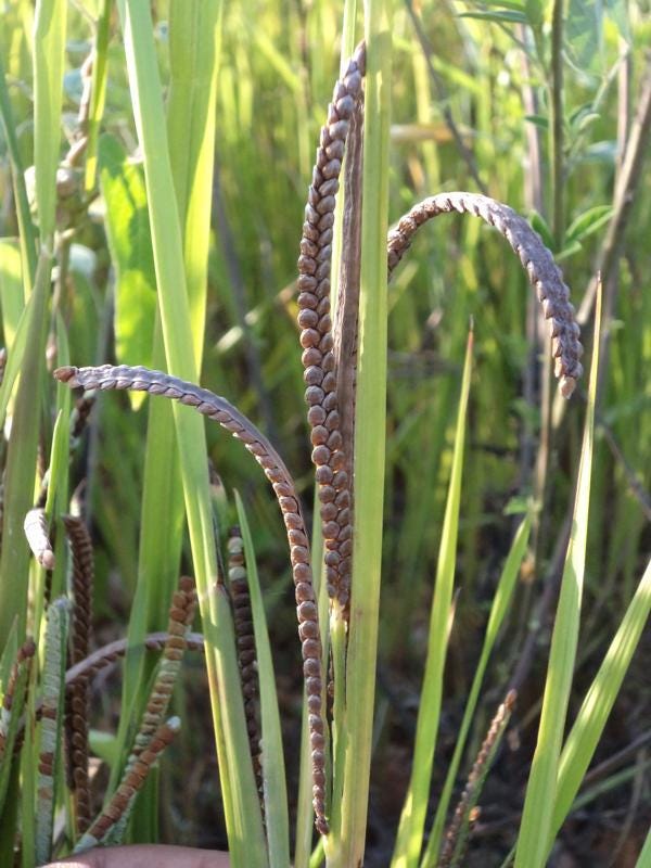 Kodo Millet Seeds — 100