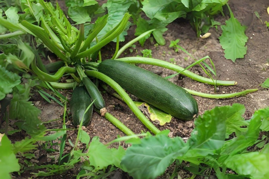Zucchini dark green Seeds — 20