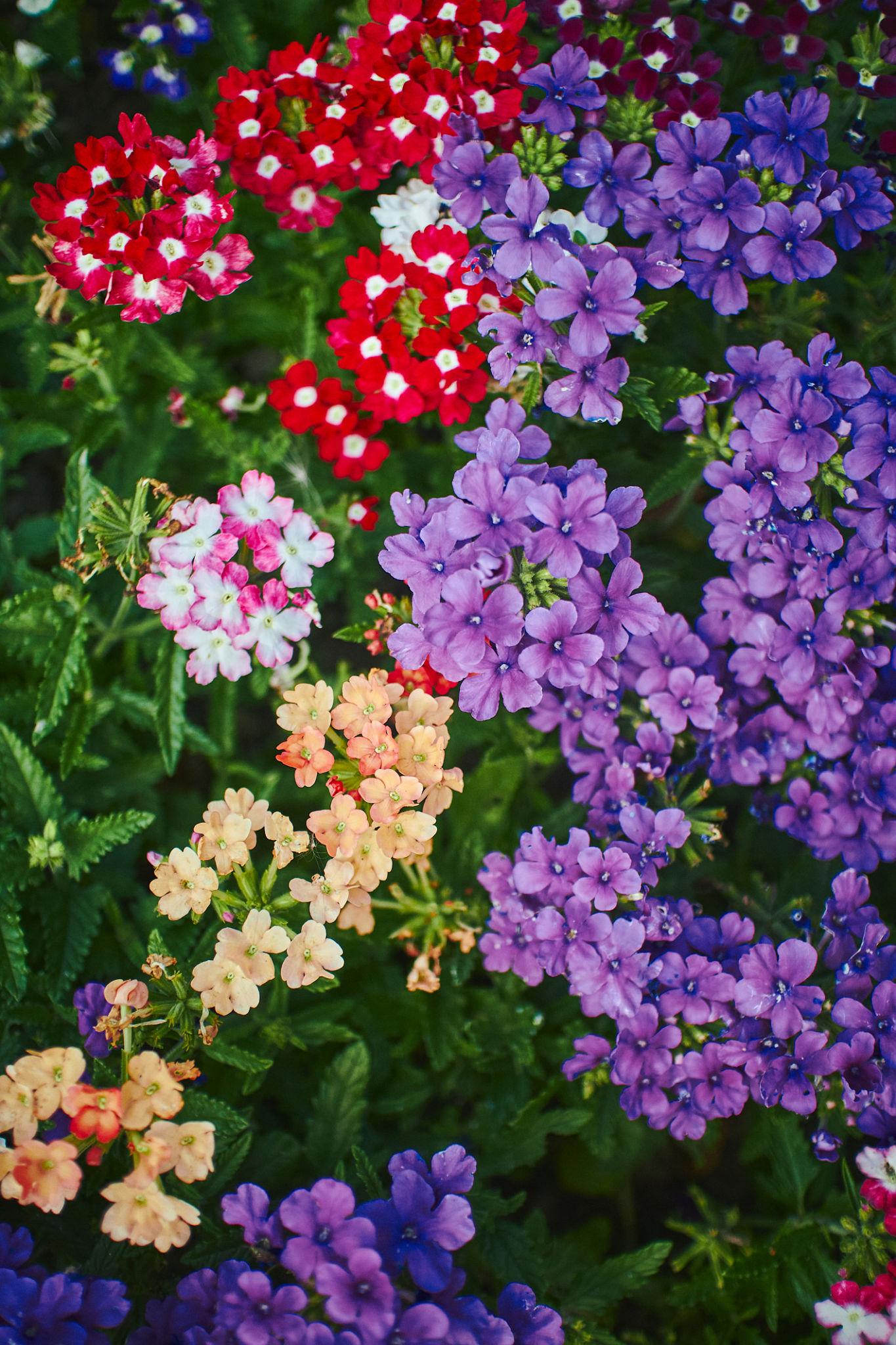 Verbena hybrida mix Seeds — 50 Seeds