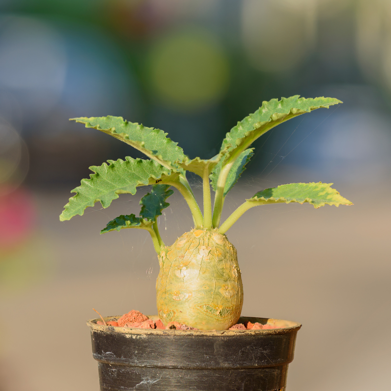 Dorstenia crispa Seeds, 20
