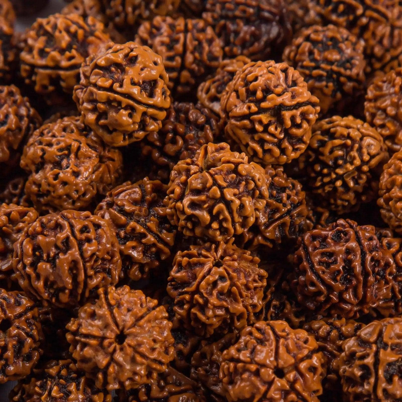 Elaeocarpus Ganitrus, Rudraksha tree Seeds — 5