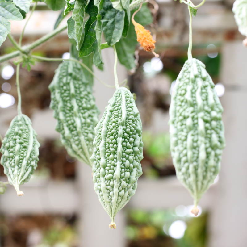 Bitter gourd Jaunpuri Seeds — 15