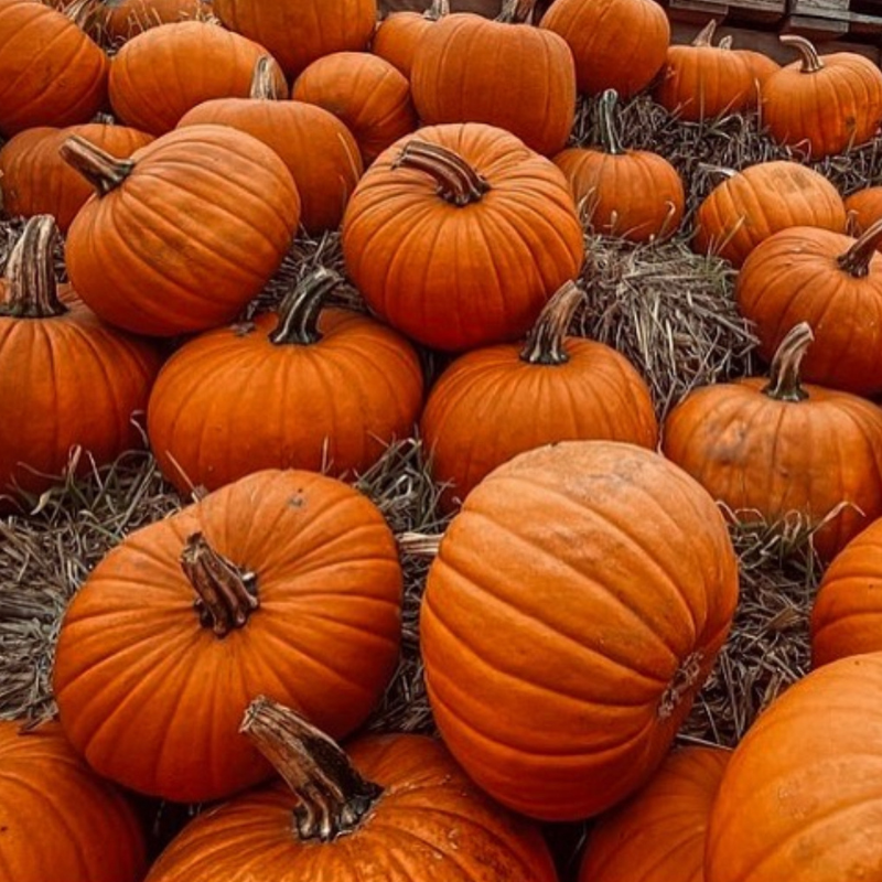 Orange pumpkin Seeds — 15