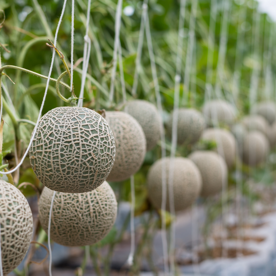 Musk melon Madhu Ras Seeds — 15