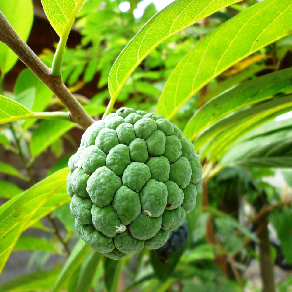 Sugar Apple Seeds (Annona squamosa) — 10