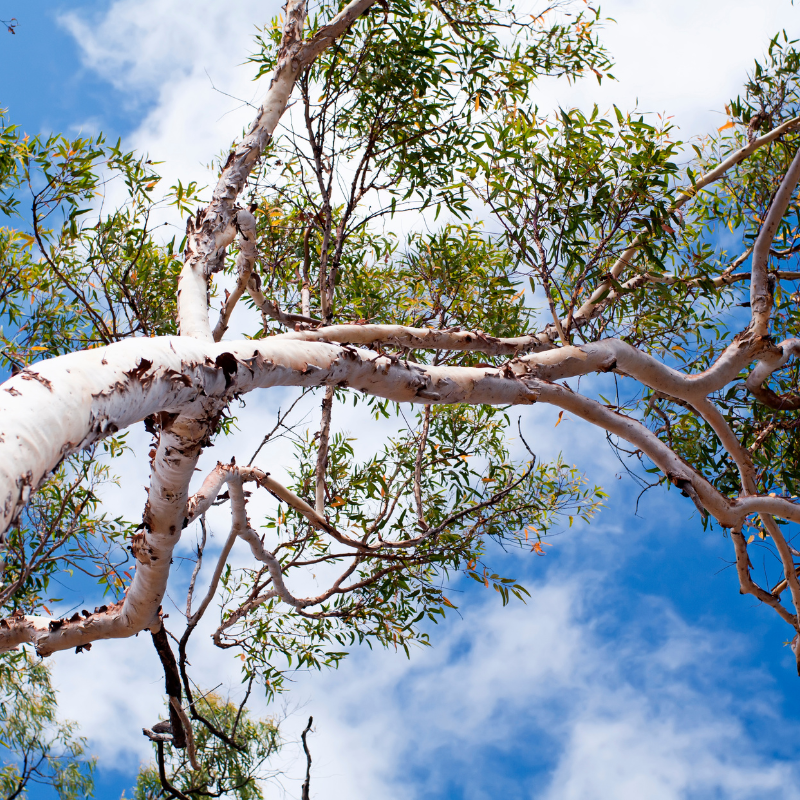 River Red Gum Seeds — 200