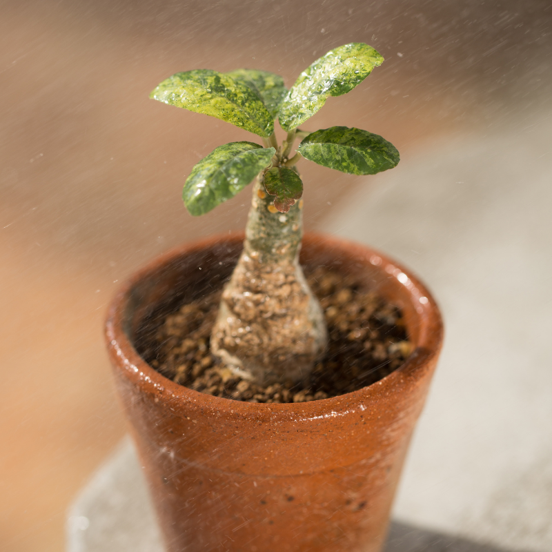 Dorstenia foetida, Grendelion Seeds — 20