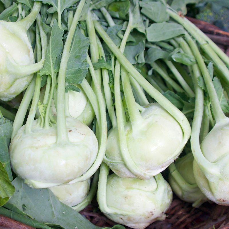 Kohlrabi early white vienna Seeds — 100