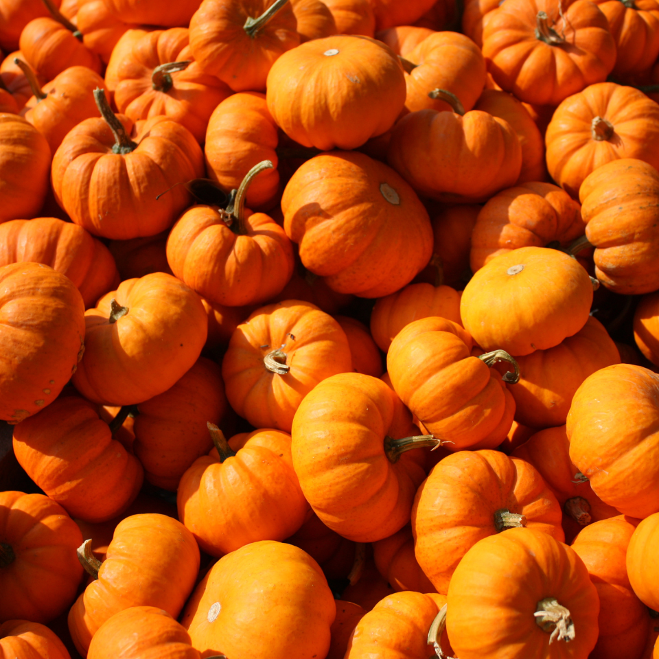 Pumpkin Sada Bahar Seeds — 15