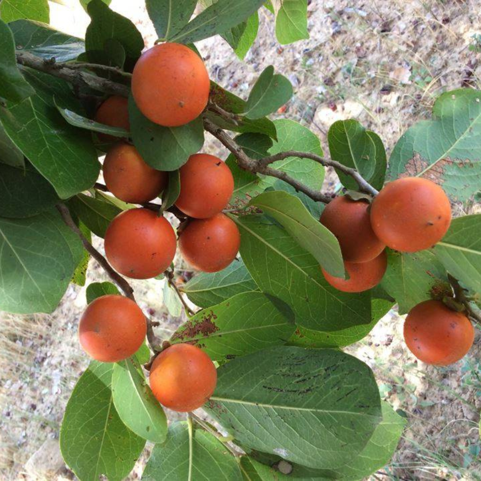 Strychnos Nux-Vomica Seeds — 5
