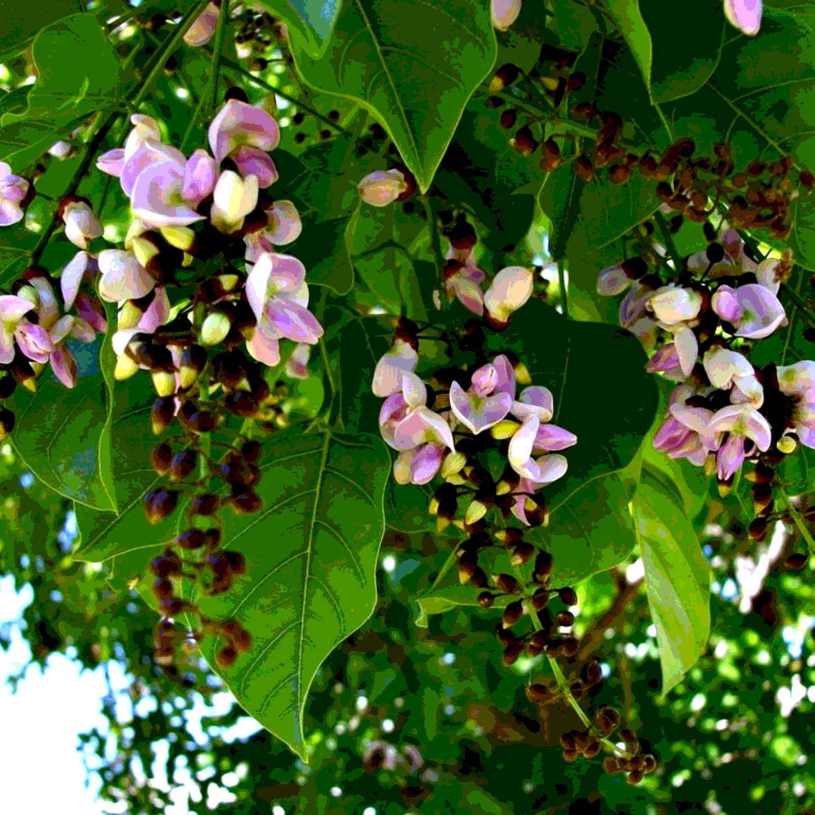 Pongamia Pinnata, Karanj Seeds — 5