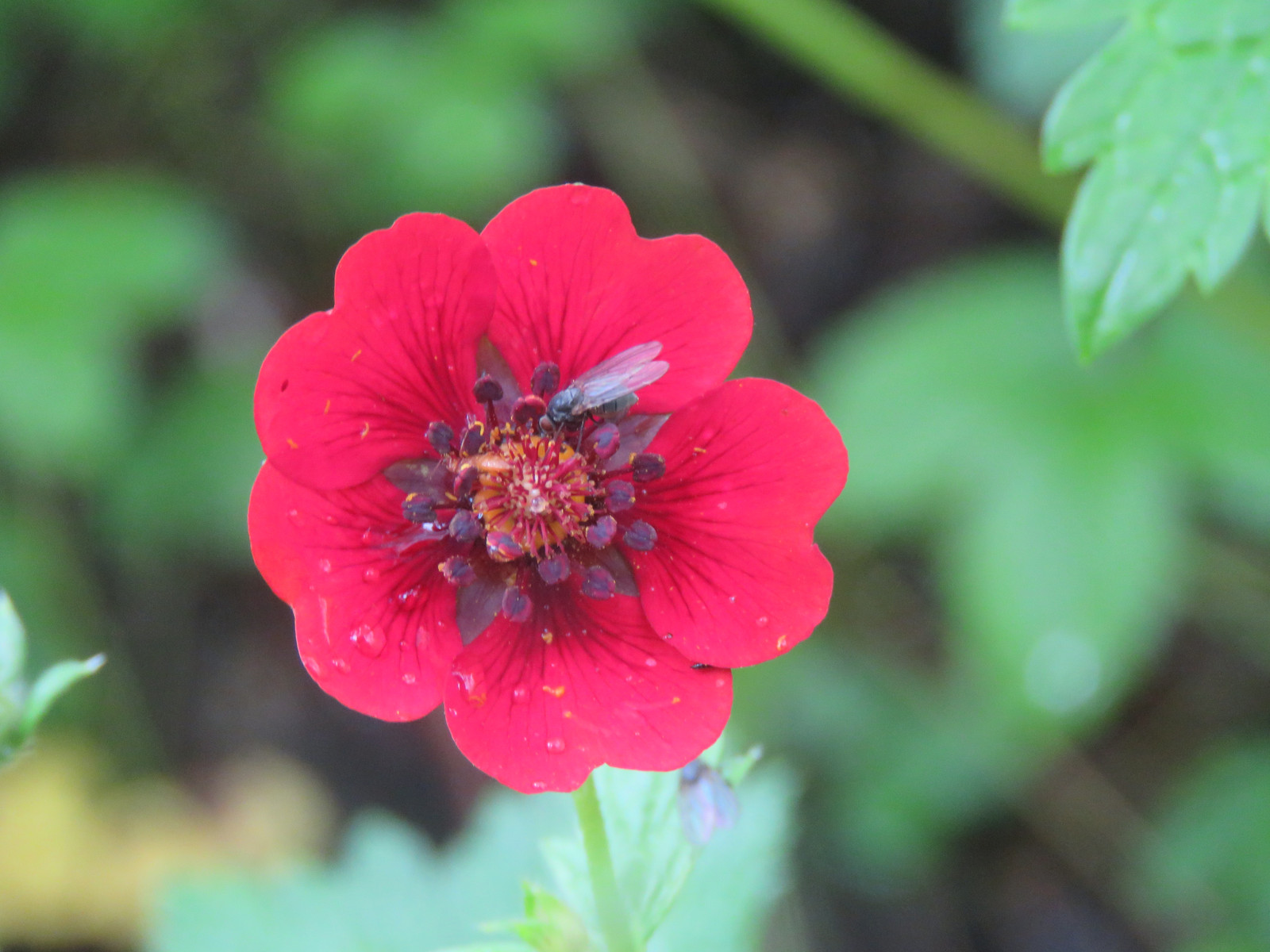 Potentilla atrosanguinea Seeds — 15