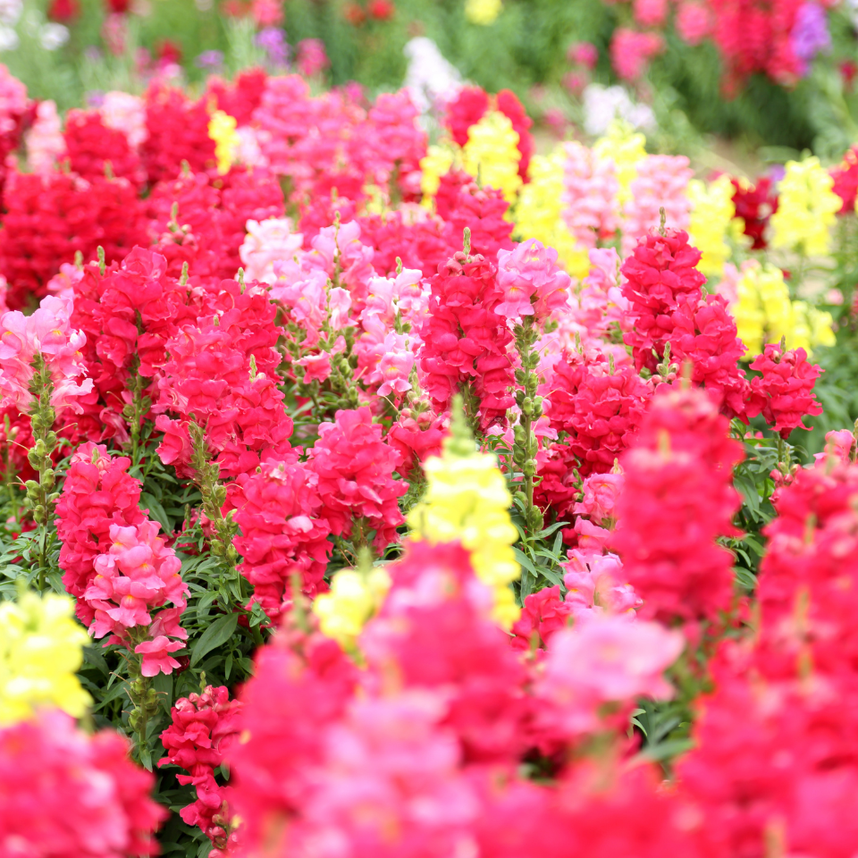 Snapdragon flower mix colours Seeds — 100 Seeds