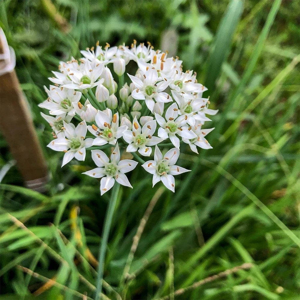 Garlic chives, Allium tuberosum Seeds — 30