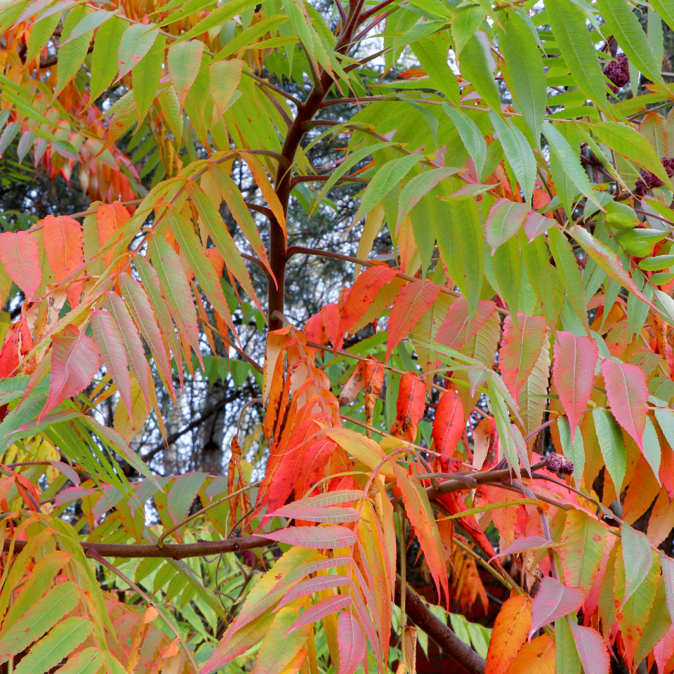 Ailanthus Excelsa, Mahaneem Seeds — 30