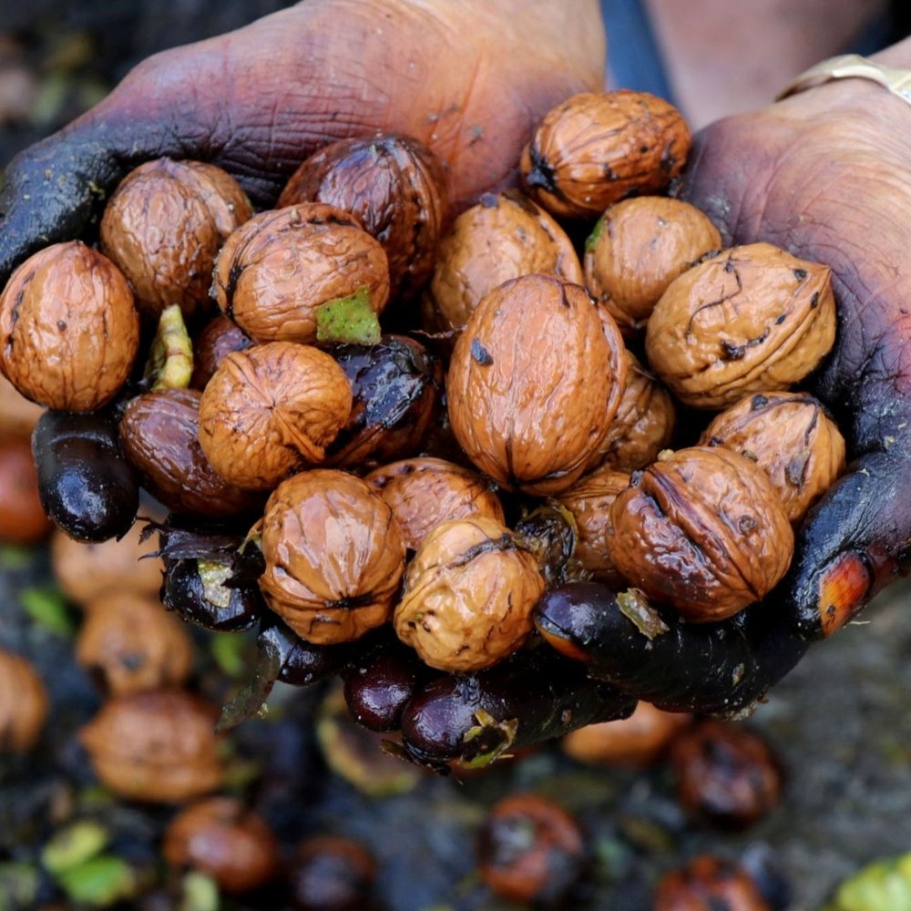 Himalayan Walnut Seeds (Juglans regia) — 5