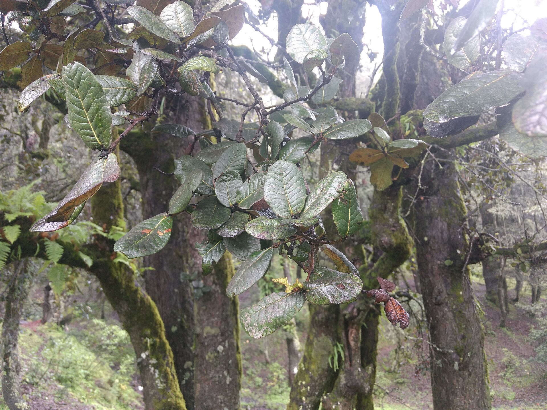 Quercus semecarpifolia Kharsu Oak Seeds — 5