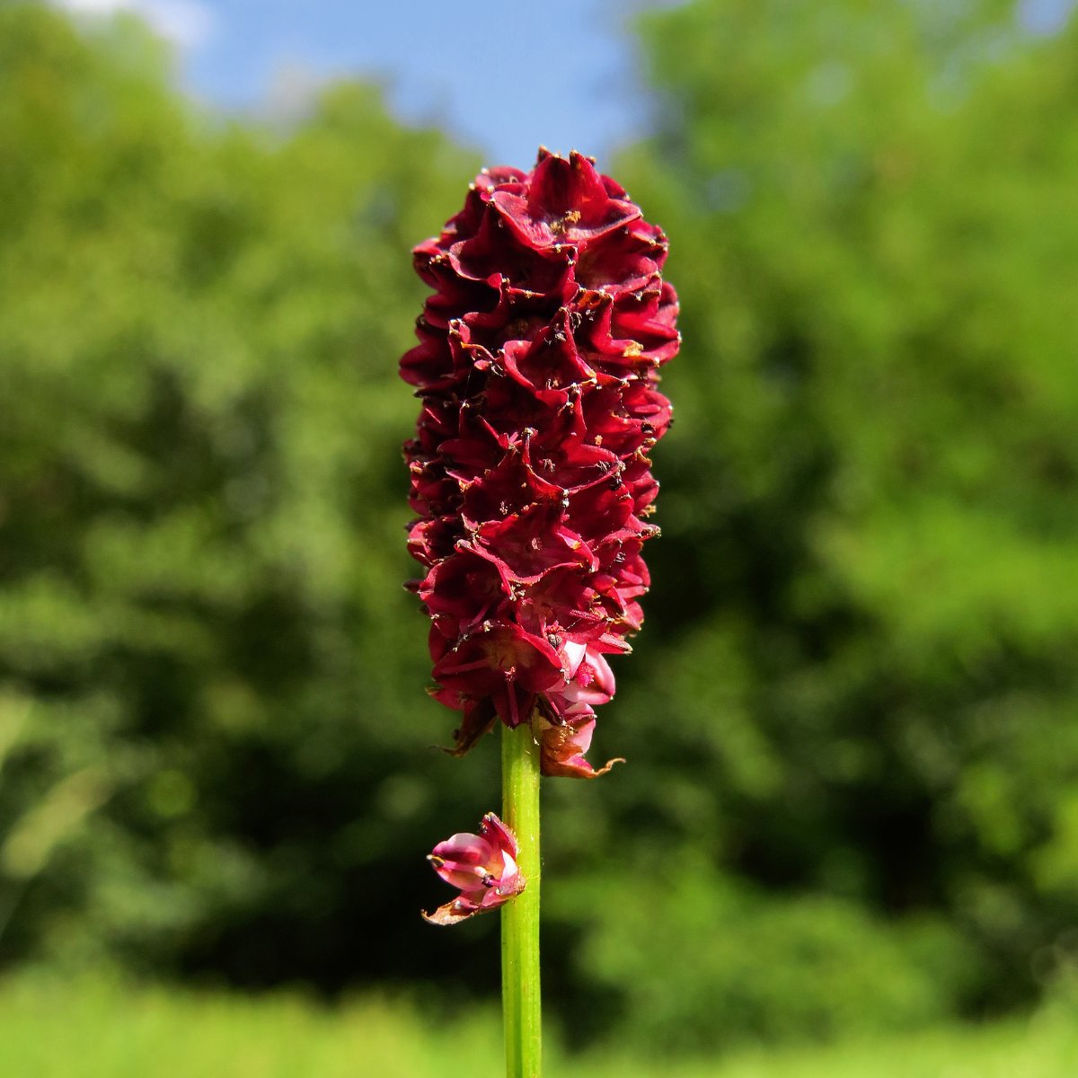 Great burnet, Sanguisorba officinalis Seeds — 200
