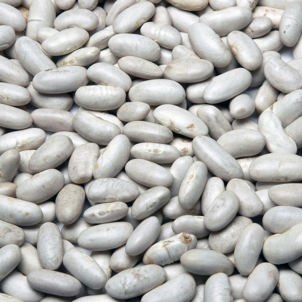 White beans rajma Seeds — 10