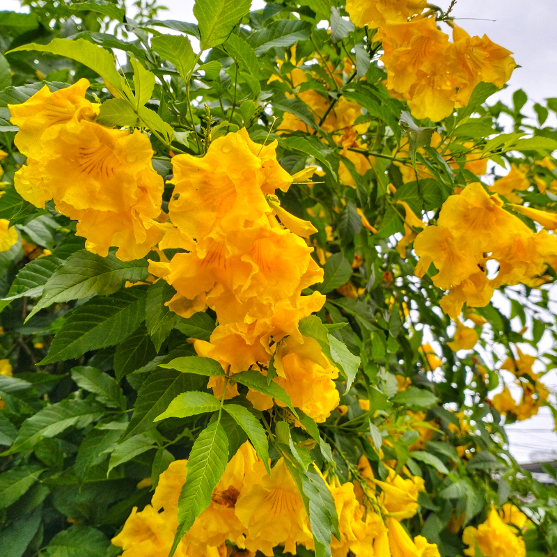 Tecoma stans, Yellow Elder Seeds — 300