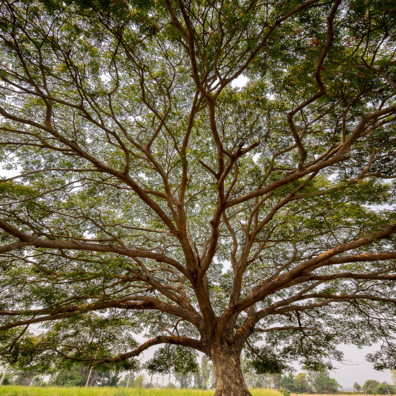 Samanea Saman, Albizia saman, Rain Tree Seeds — 50