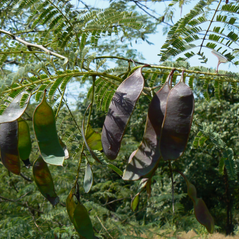 Senegalia Catechu, Khair, catechu, cachou, cutchtree, black cutch Seeds — 30