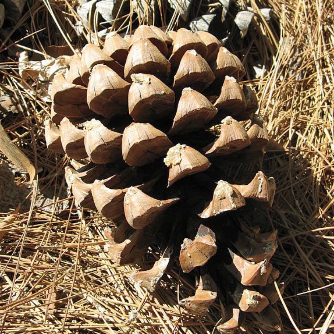 Roxburghii pine big cones Seeds — 1