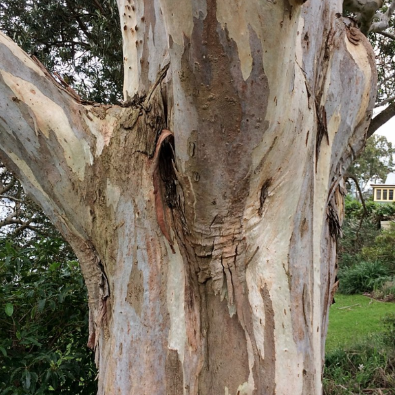 Forest Red Gum, Eucalyptus tereticornis Seeds — 200